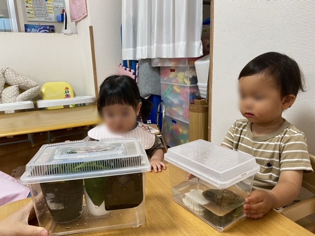 園児たちが、虫かごに入っているカメを観察しました。
